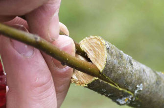 Grafting technique on fruit tree branch