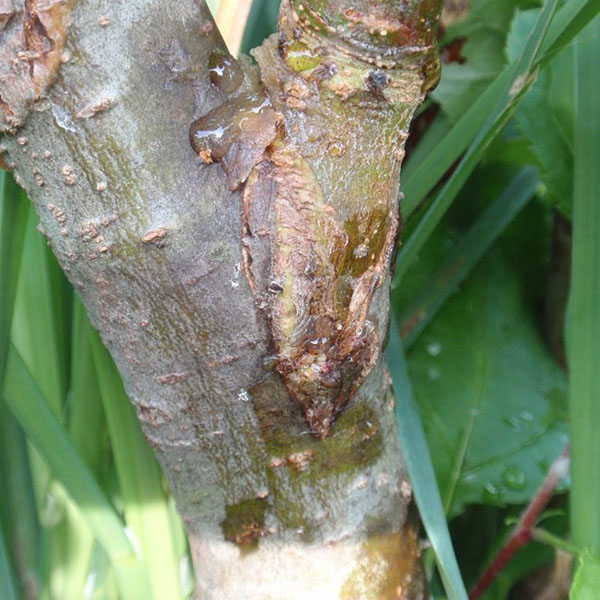 photo grafting in a side incision