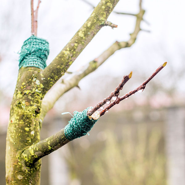 grafting a tree