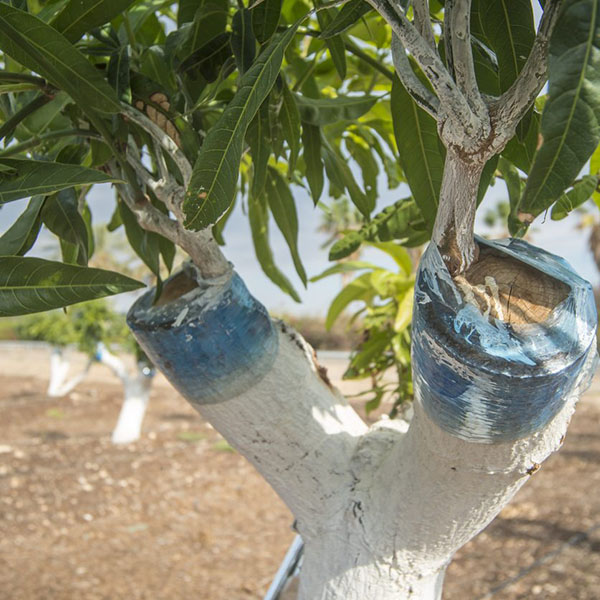 photo inoculation for bark inlay