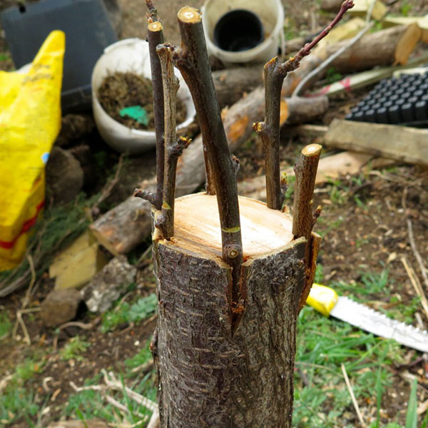 photo bark grafting