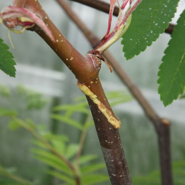 photo simple copulation