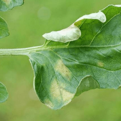 excess salts in soil