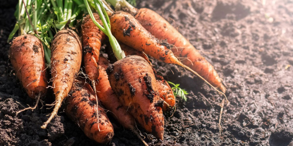 photo carrots in the ground