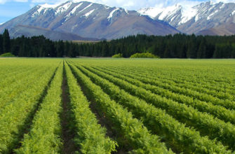 фото поле моркови