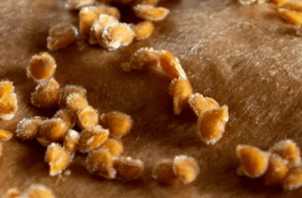 подготовка семян томатов