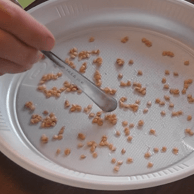 Hands holding tomato seeds over a tray, ready for sowing and germination