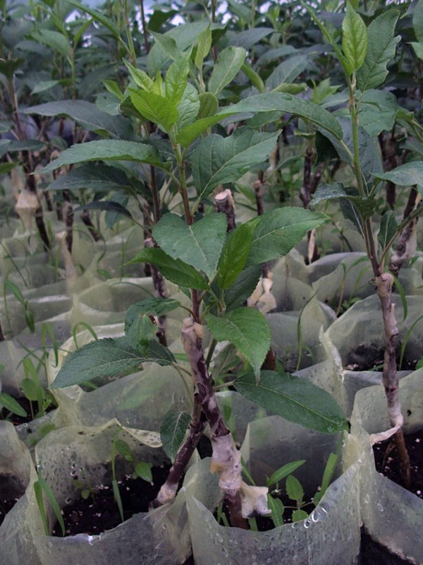 photo seedlings improved copulation