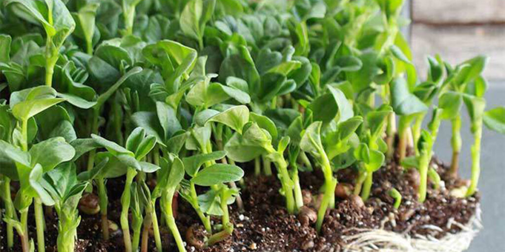 photo of microgreens of beans
