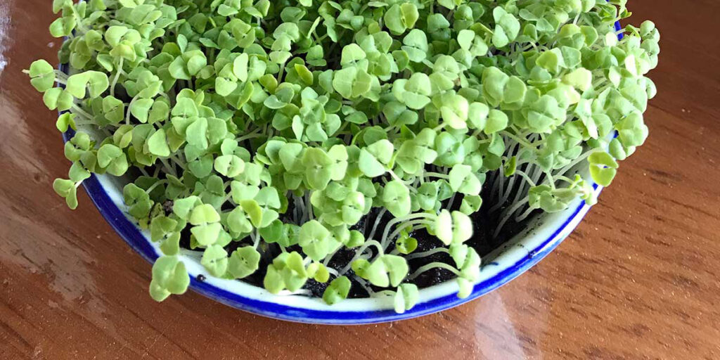photo of chia microgreens