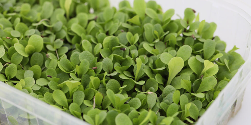 photo chicory microgreens
