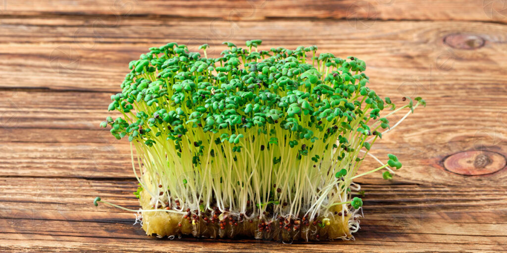 photo mustard microgreens