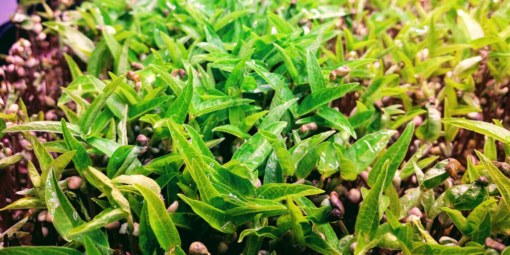 photo microgreens of mung mash peas