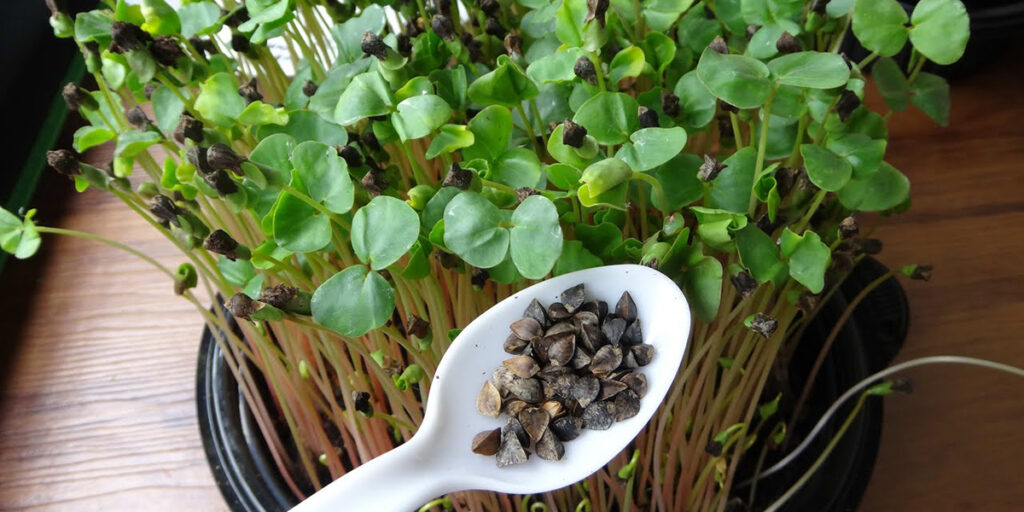 photo of buckwheat microgreens