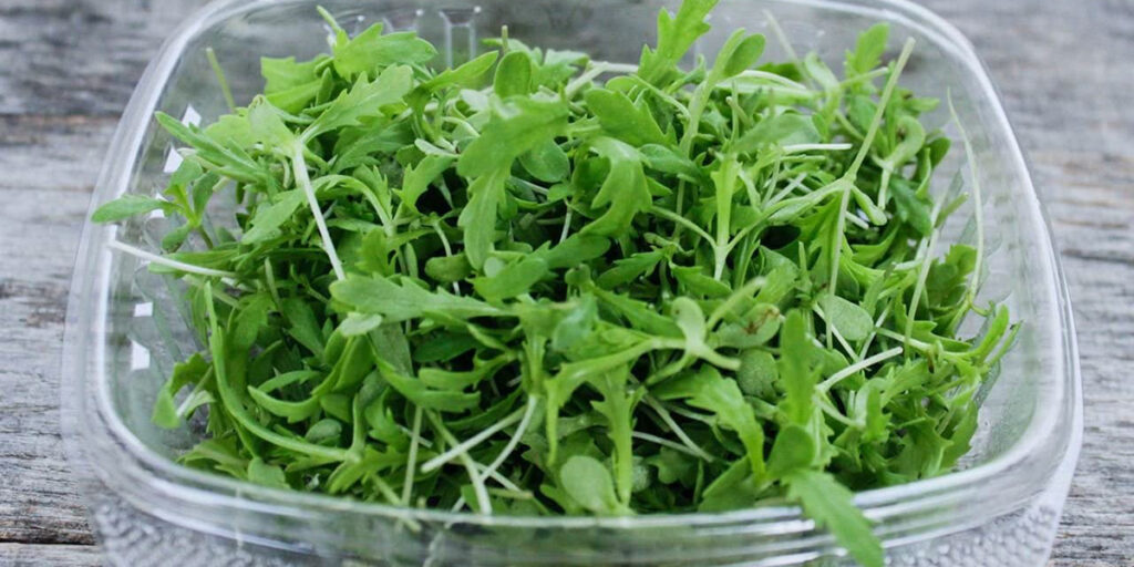 photo microgreens chrysanthemum edible