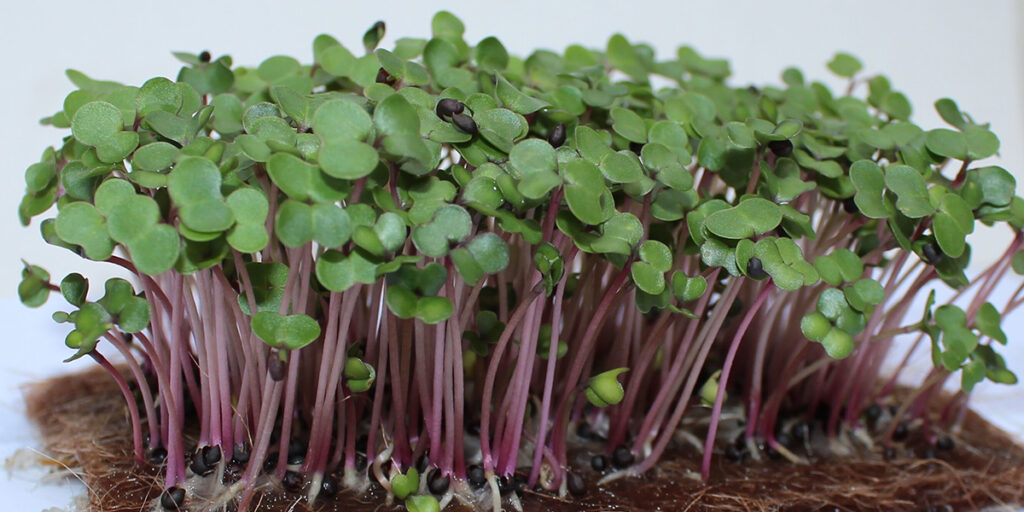 photo of kale microgreens