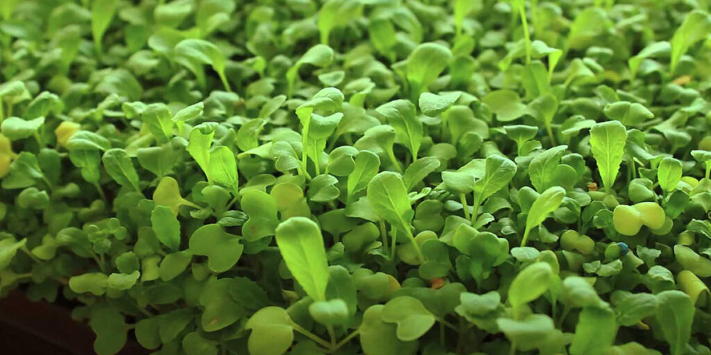 photo komatsuna micro-village