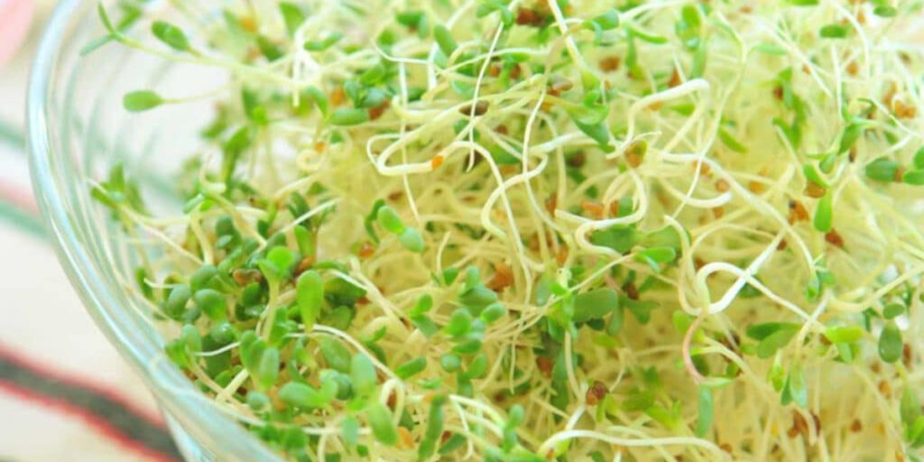 photo of cannabis microgreens