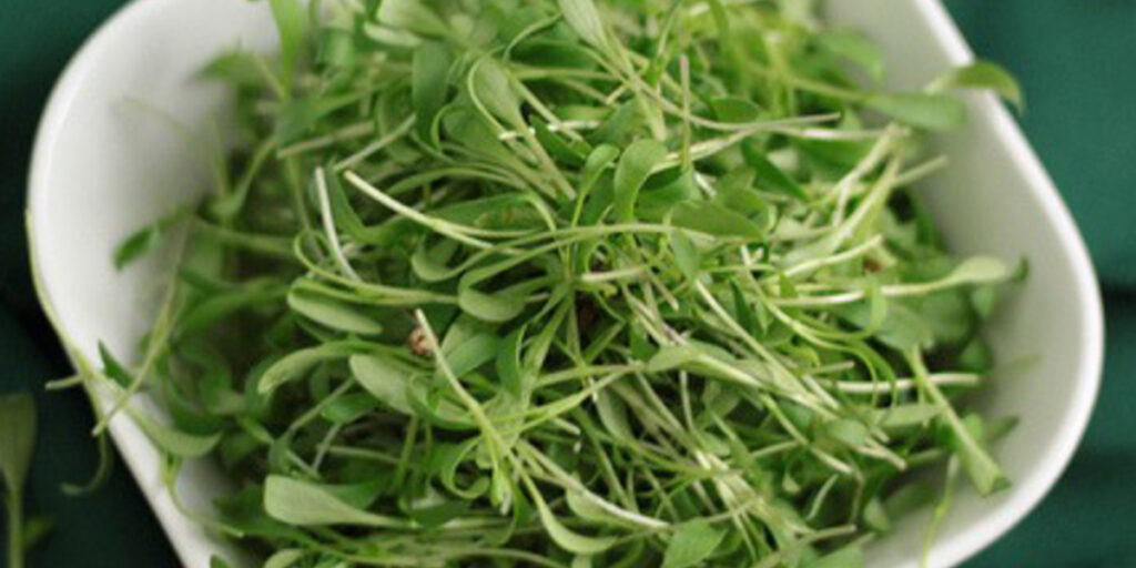 photo microgreens coriander