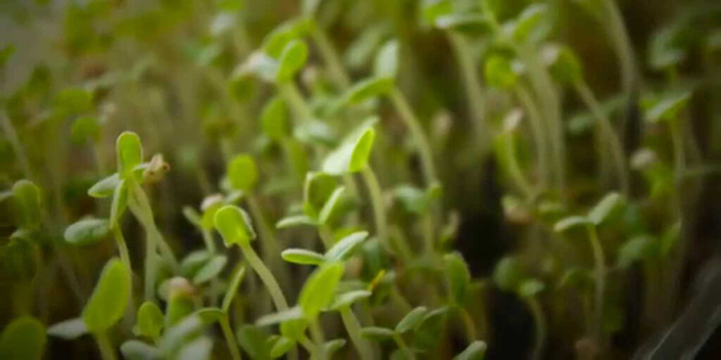 photo sesame microgreens