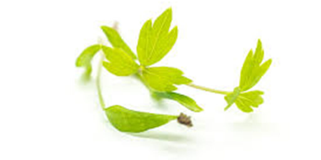 photo of the lovage microgreens