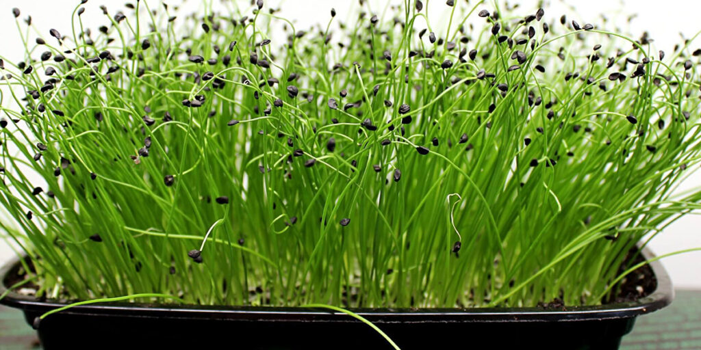 photo microgreens onion