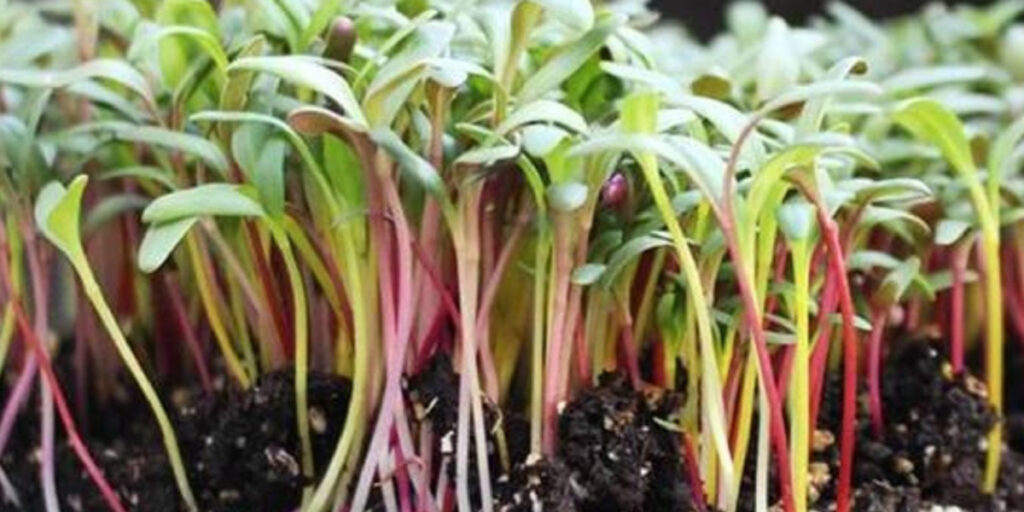 photo microgreens of chard
