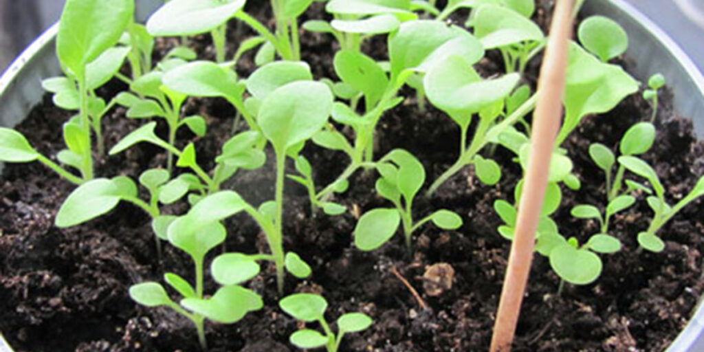 photo of marjoram microgreens