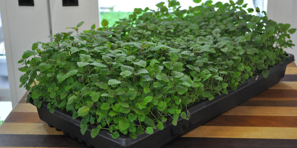 photo of Mellisa's microgreens