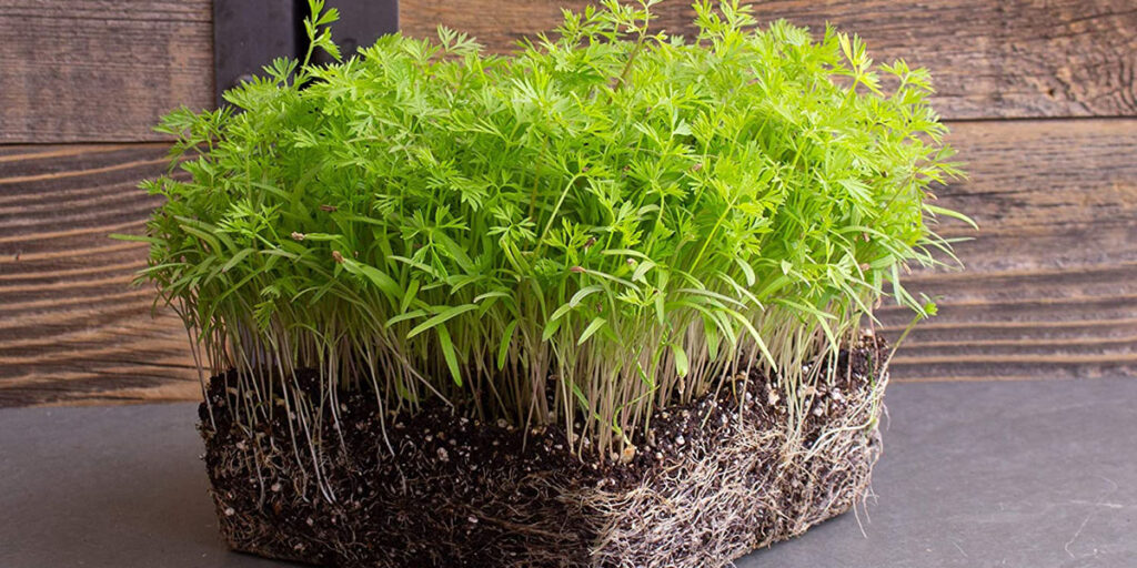 photo carrot microgreens