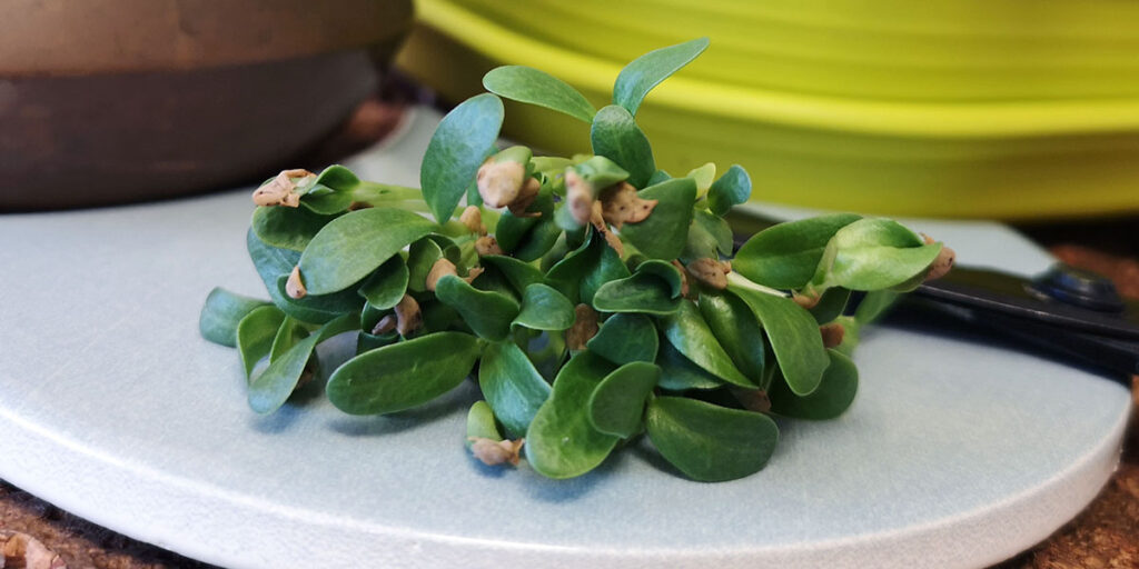 photo fenugreek microgreens