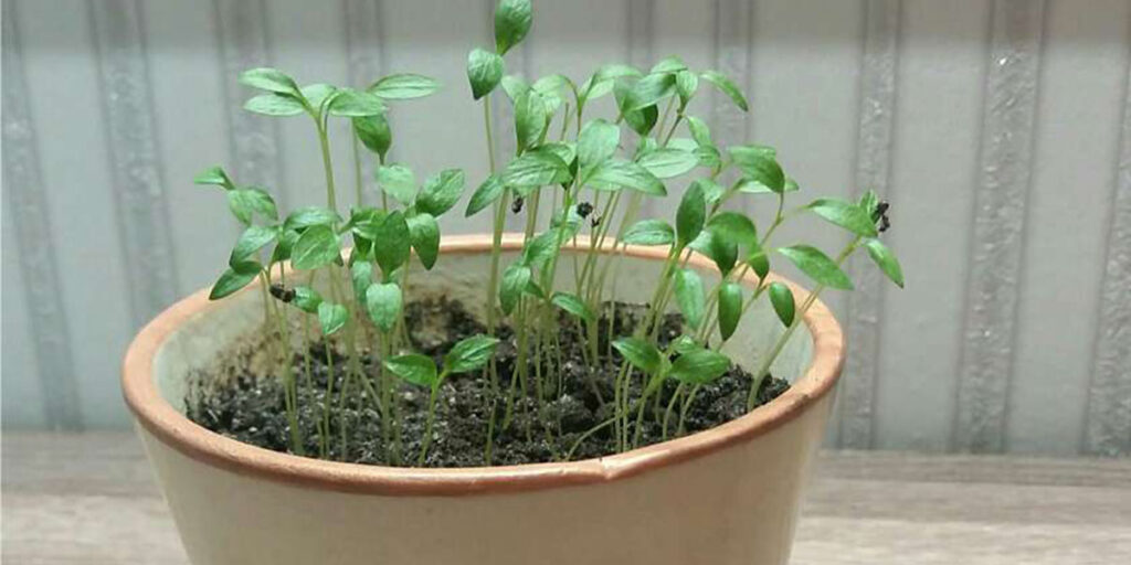 photo microgreens of parsley