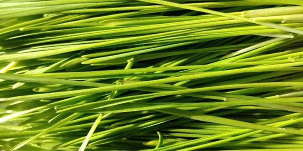 photo spelt microgreens