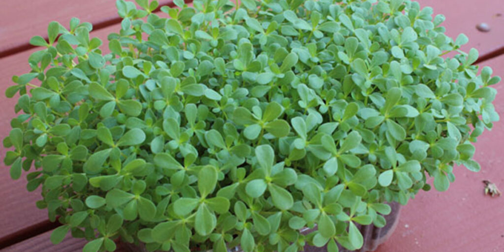 photo microgreens purslane