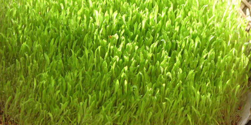 photo microgreens of millet