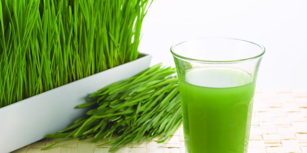 photo microgreens wheat