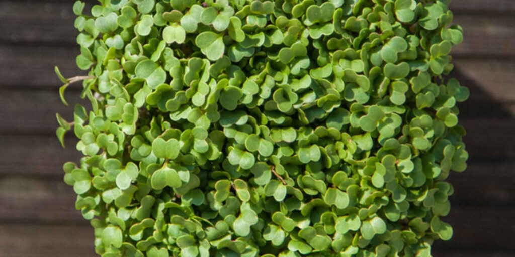 photo turnip microgreens