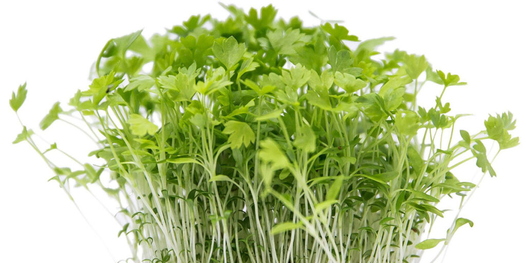 photo microgreens celery