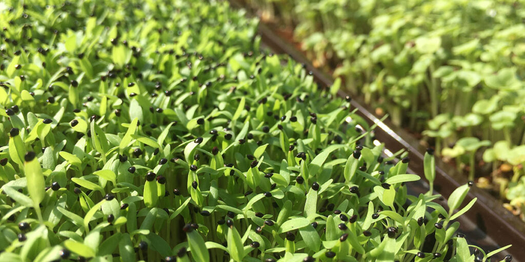 photo microgreens spinach