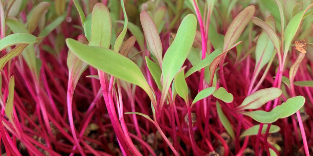 photo beetroot microgreens