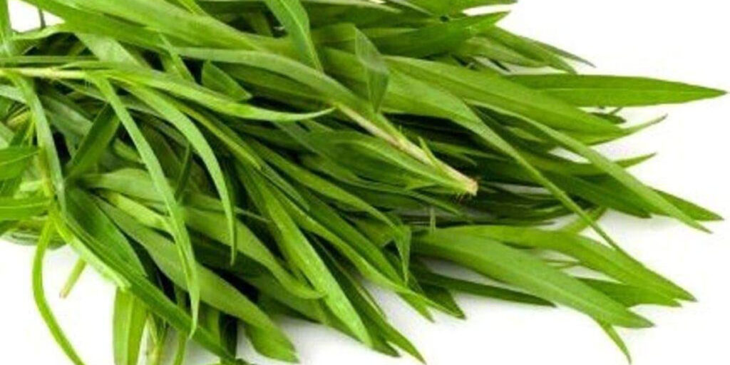 photo microgreens tarhun