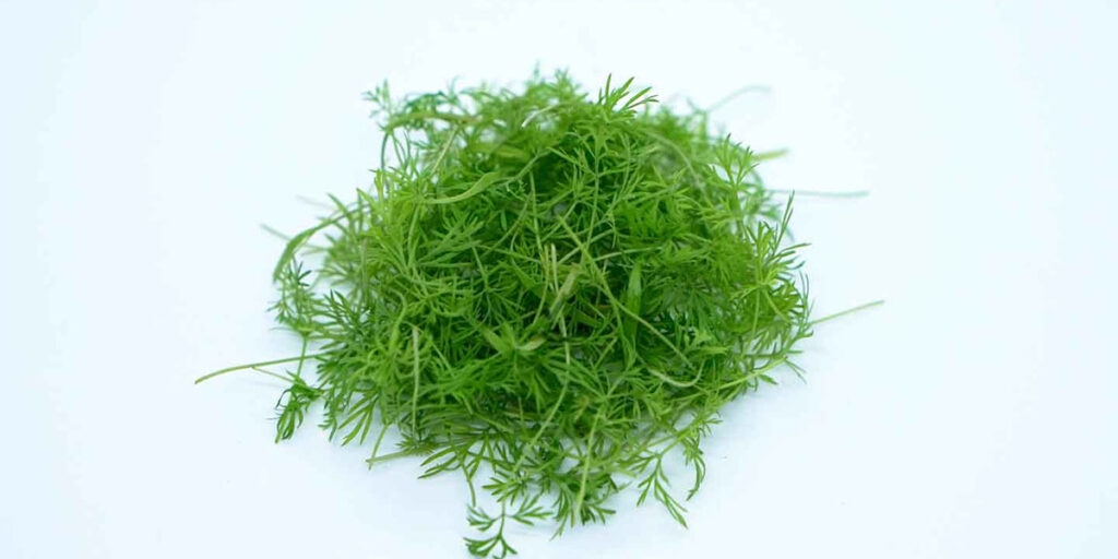 photo dill microgreens