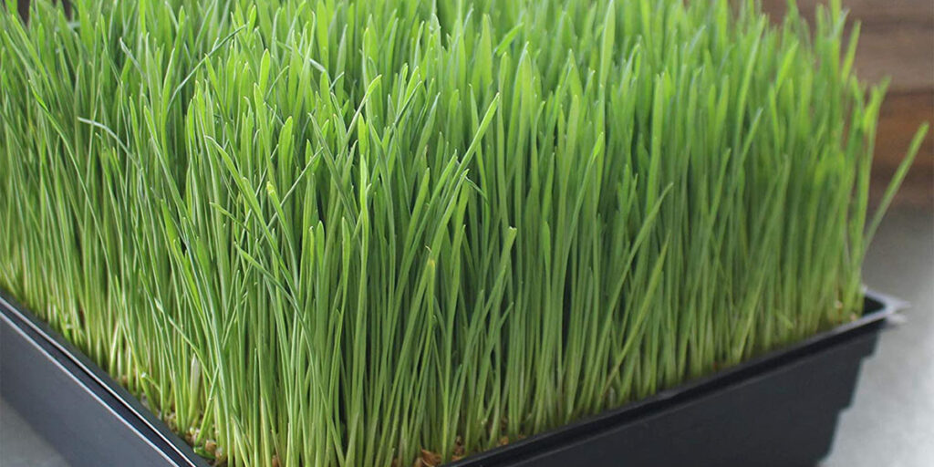 photo microgreens barley