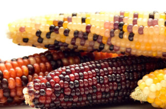 фото кукуруза попкорн