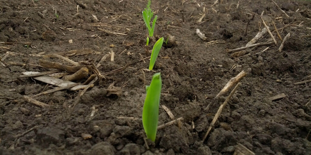 popcorn seedlings