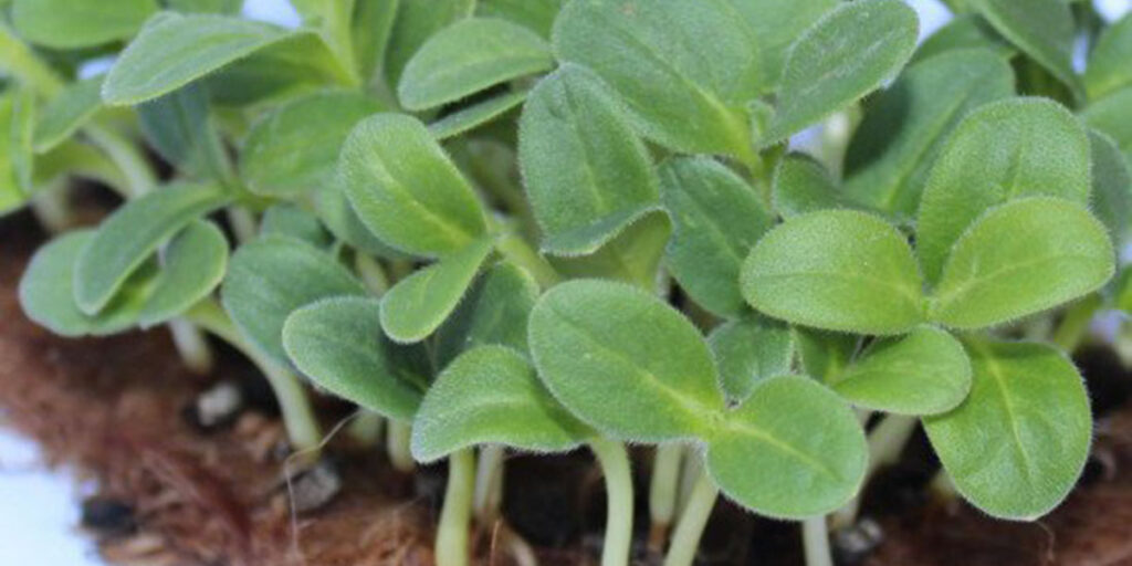 photo of cucumber microgreens