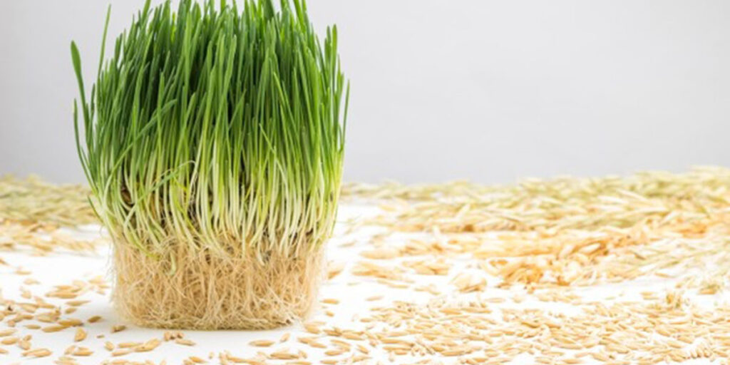 photo of oat microgreens