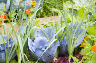 цветы и овощи фотография