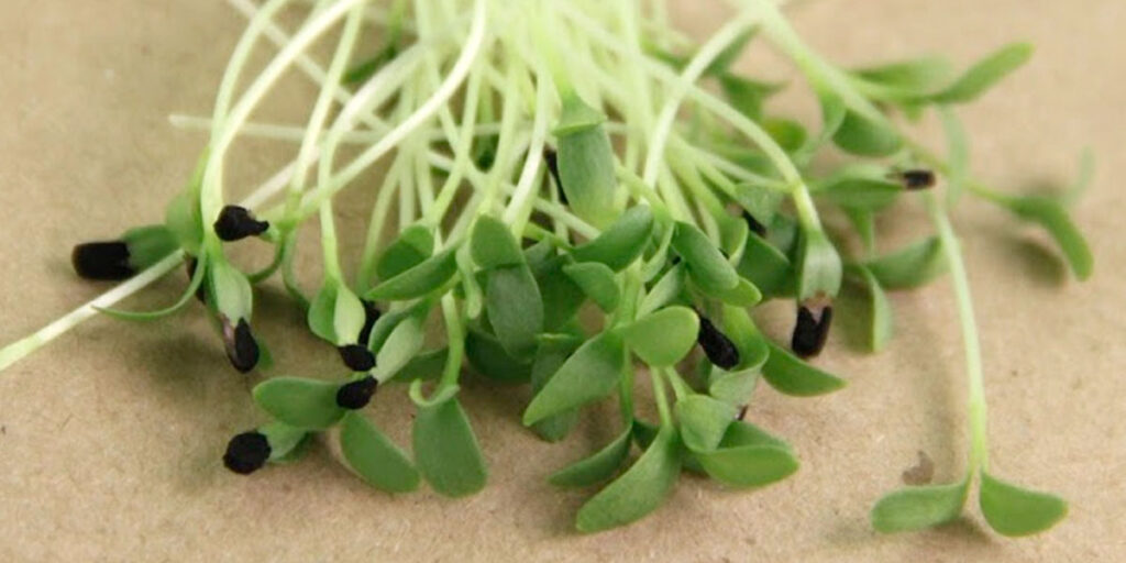 photo of cumin microgreens