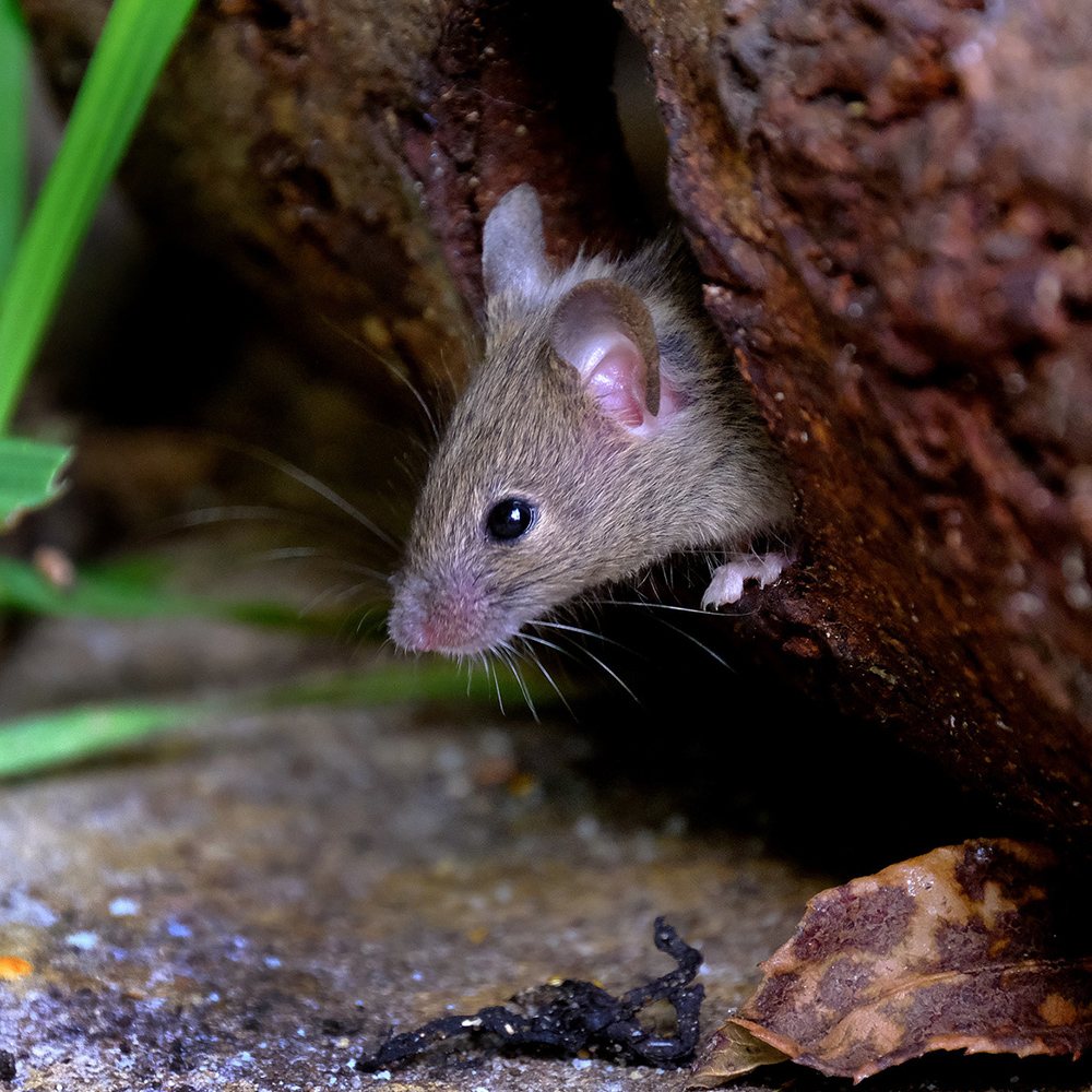 Mouse in the garden